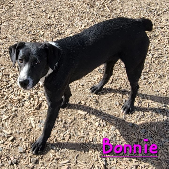 Bonnie, an adoptable Feist & Pointer Mix in Madras, OR_image-2