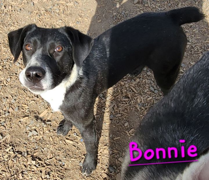 Bonnie, an adoptable Feist & Pointer Mix in Madras, OR_image-4