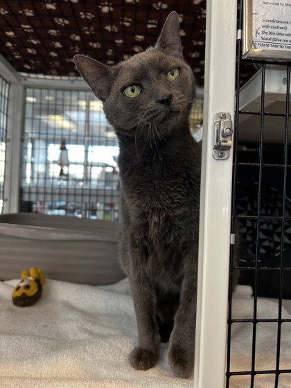 Who, an adoptable Domestic Short Hair in Denver, CO, 80204 | Photo Image 3