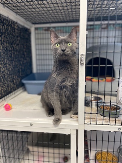 Who, an adoptable Domestic Short Hair in Denver, CO, 80204 | Photo Image 4