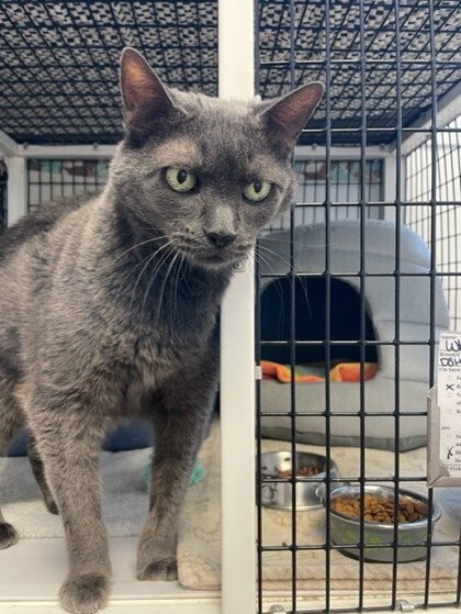 Who, an adoptable Domestic Short Hair in Denver, CO, 80204 | Photo Image 5