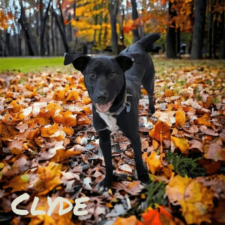 Clyde, an adoptable Whippet & Pointer Mix in Madras, OR_image-3