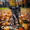 Clyde