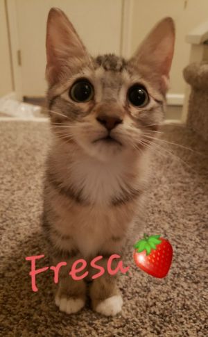 Fresa a scrumptious strawberry of a kitten is a funny sweet adorable little pal She is always c