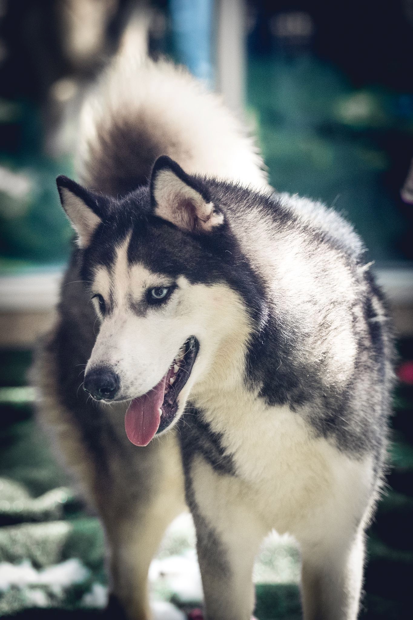 Leo, an adoptable Siberian Husky in Calgary, AB, T1Y 6R4 | Photo Image 2