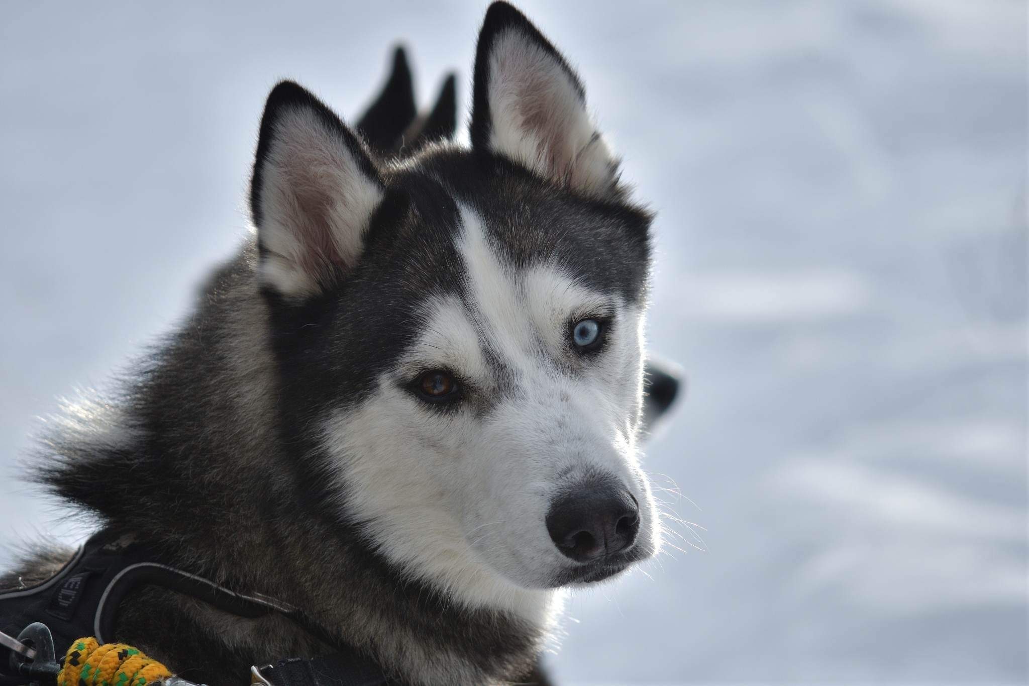 Leo, an adoptable Siberian Husky in Calgary, AB, T1Y 6R4 | Photo Image 4