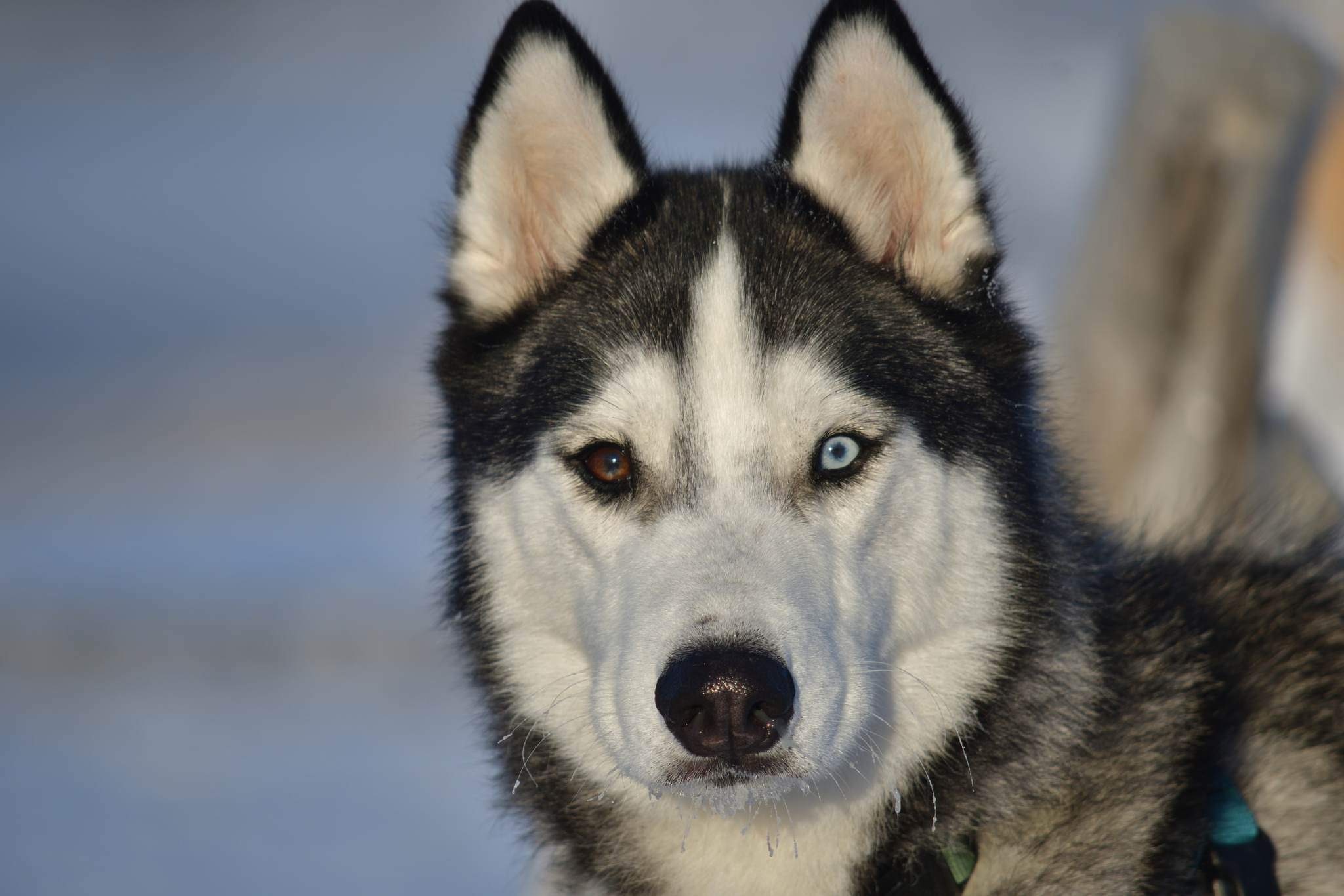 Leo, an adoptable Siberian Husky in Calgary, AB, T1Y 6R4 | Photo Image 1