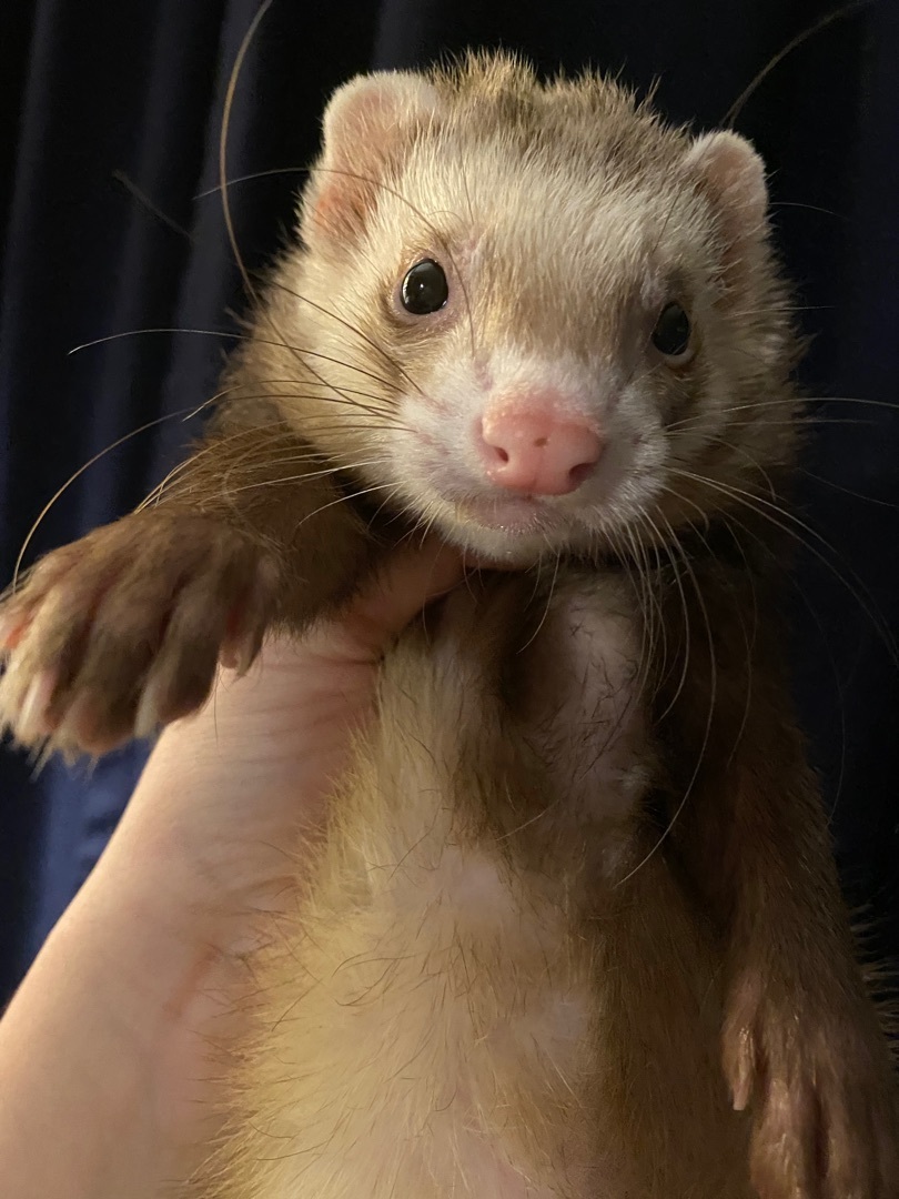 Ferret for adoption Jura, a Ferret in Columbus, OH Petfinder