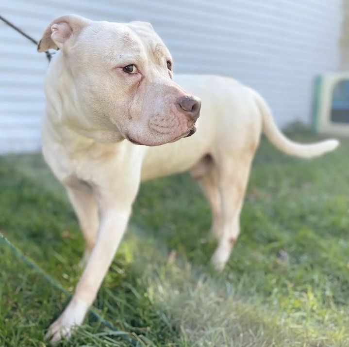 American bulldog discount and pitbull mix