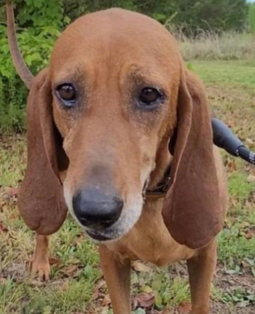 are redbone coonhound aggressive