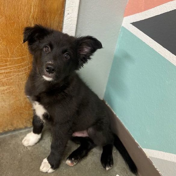 Whiteclaw, an adoptable Border Collie & Great Pyrenees Mix in The Dalles, OR_image-5