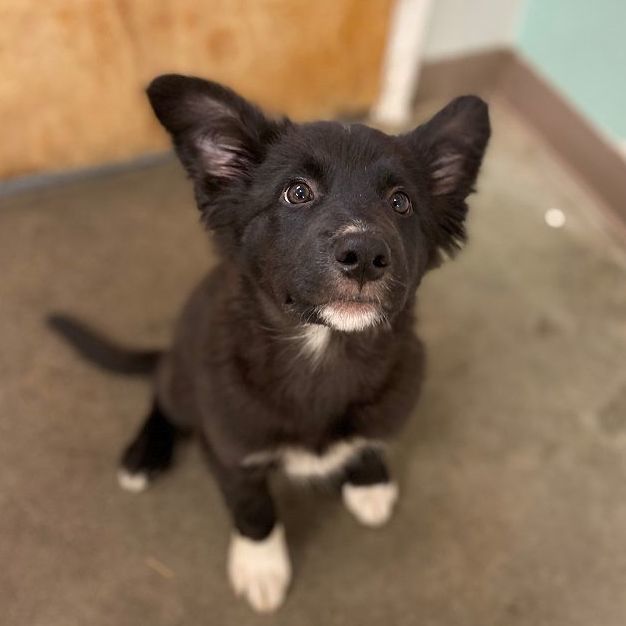 Whiteclaw, an adoptable Border Collie & Great Pyrenees Mix in The Dalles, OR_image-6