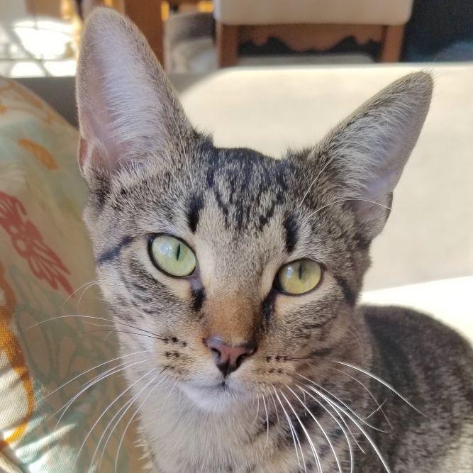 Dexter