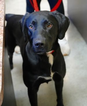 puppies for adoption in bowling green ky