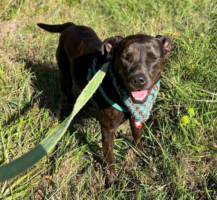 Dog for adoption Brandy , a Plott Hound & Labrador Retriever Mix in Palmyra, VA Petfinder