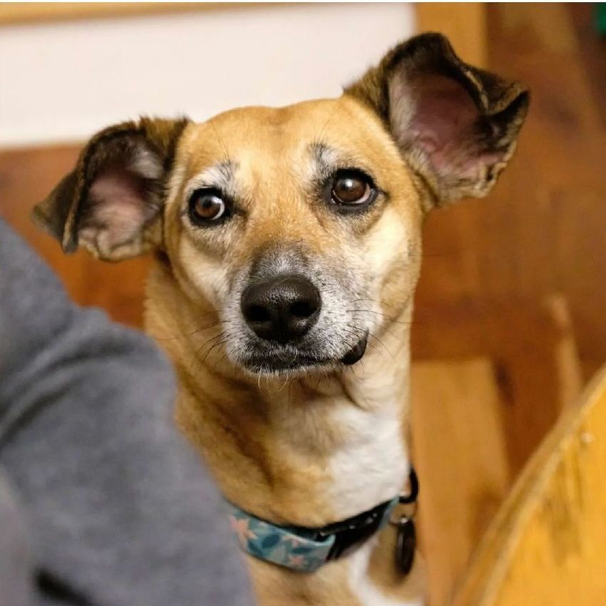 Aqua, an adoptable Labrador Retriever in Puslinch, ON, N0B 2J0 | Photo Image 2