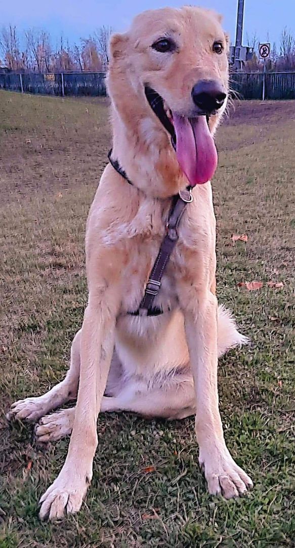 Dog for adoption Boone, a Saluki & Yellow Labrador Retriever Mix in