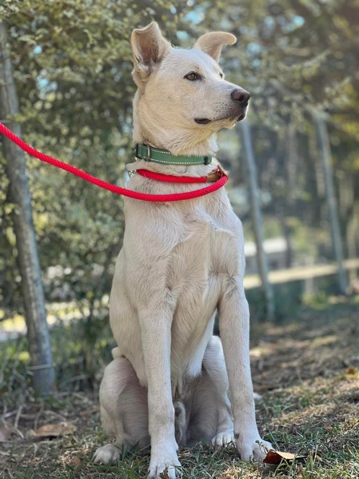 Casper, an adoptable Siberian Husky & Labrador Retriever Mix in Watchung, NJ_image-3