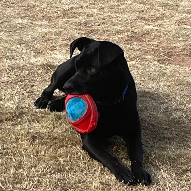 Sasha, an adoptable German Shepherd Dog in Lubbock, TX, 79423 | Photo Image 3