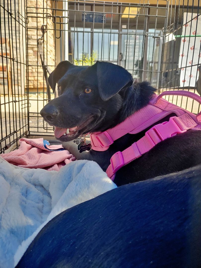 Sasha, an adoptable German Shepherd Dog in Lubbock, TX, 79423 | Photo Image 4