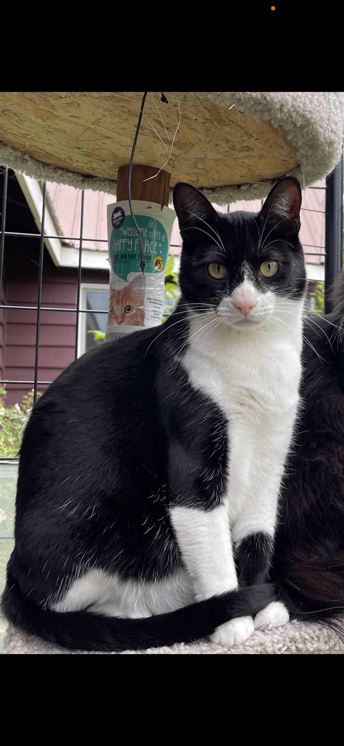 Oscar, an adoptable Domestic Short Hair in Wasilla, AK, 99654 | Photo Image 1