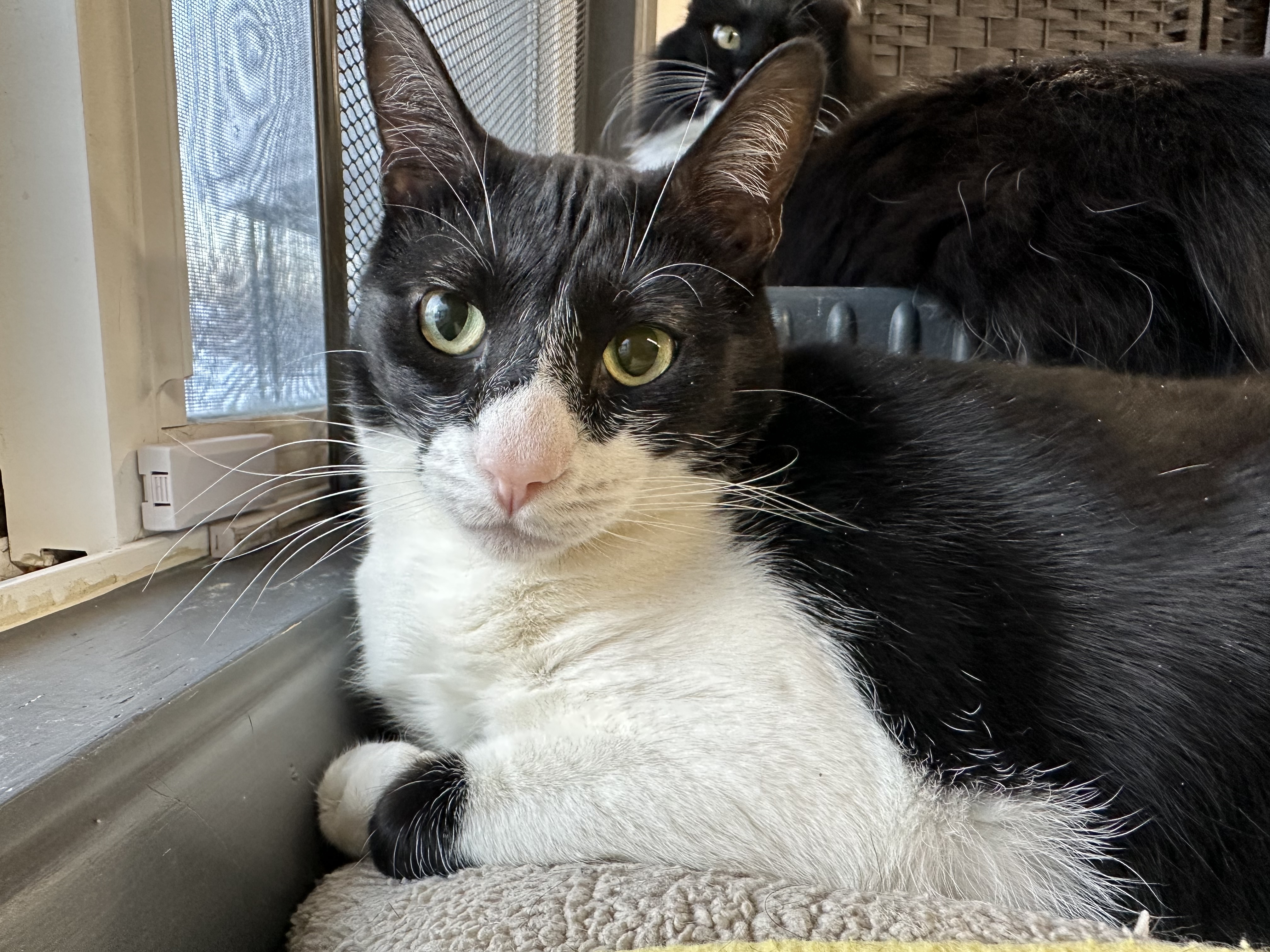 Oscar, an adoptable Domestic Short Hair in Wasilla, AK, 99654 | Photo Image 2