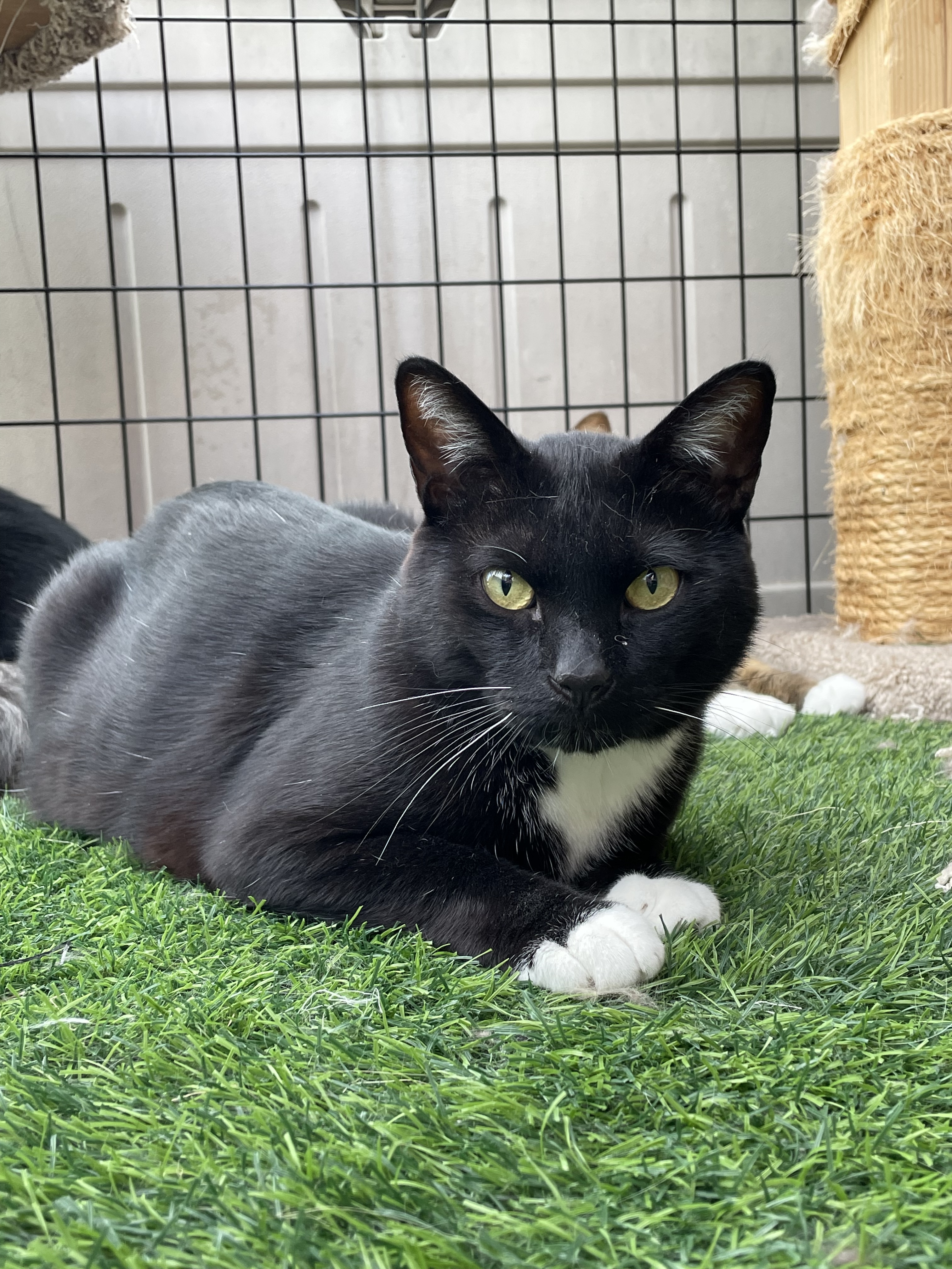 Flash, an adoptable Domestic Short Hair in Wasilla, AK, 99654 | Photo Image 1