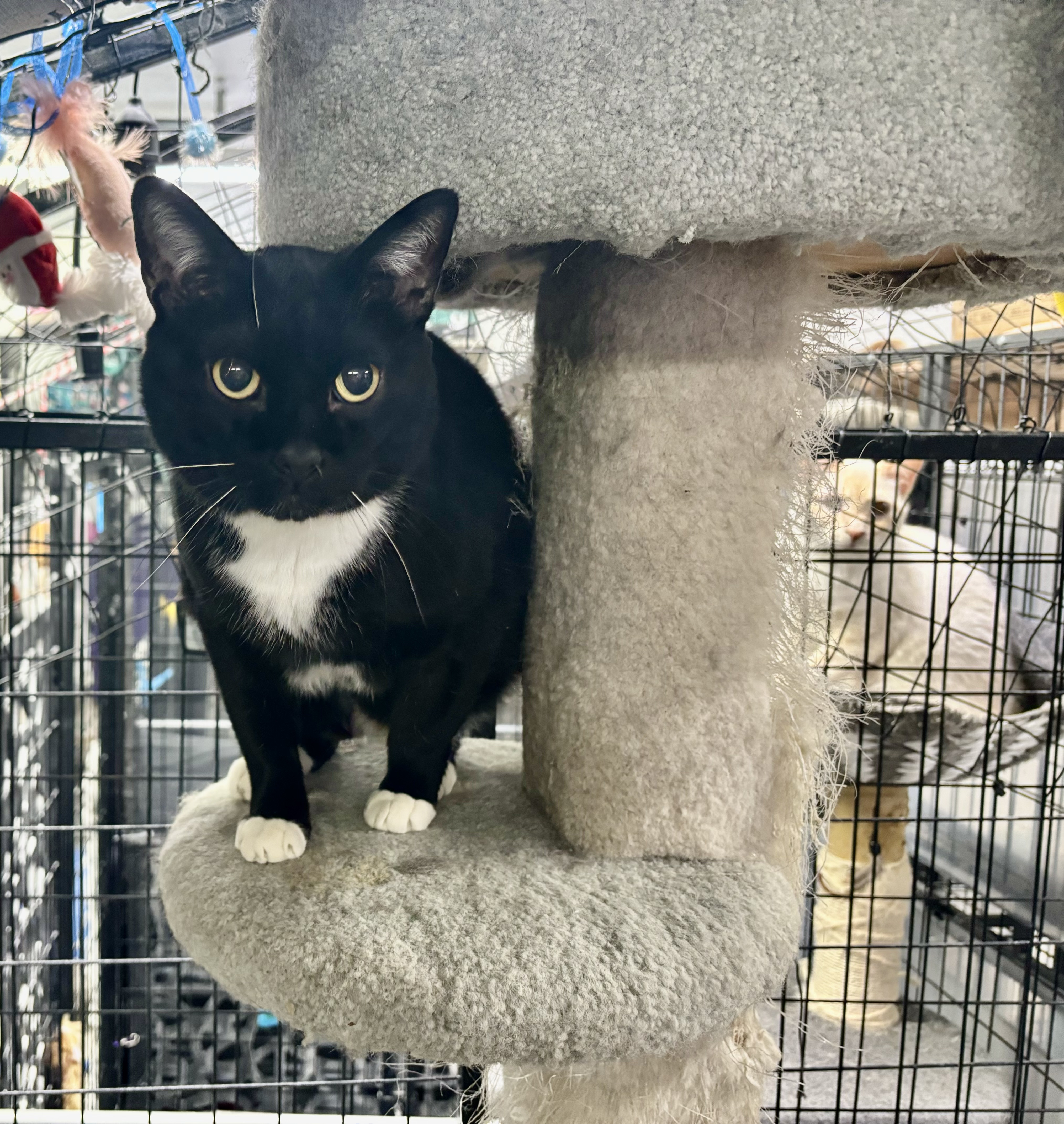 Flash, an adoptable Domestic Short Hair in Wasilla, AK, 99654 | Photo Image 2