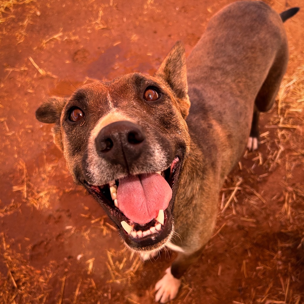 Aquaria, an adoptable Mixed Breed in Moab, UT, 84532 | Photo Image 1