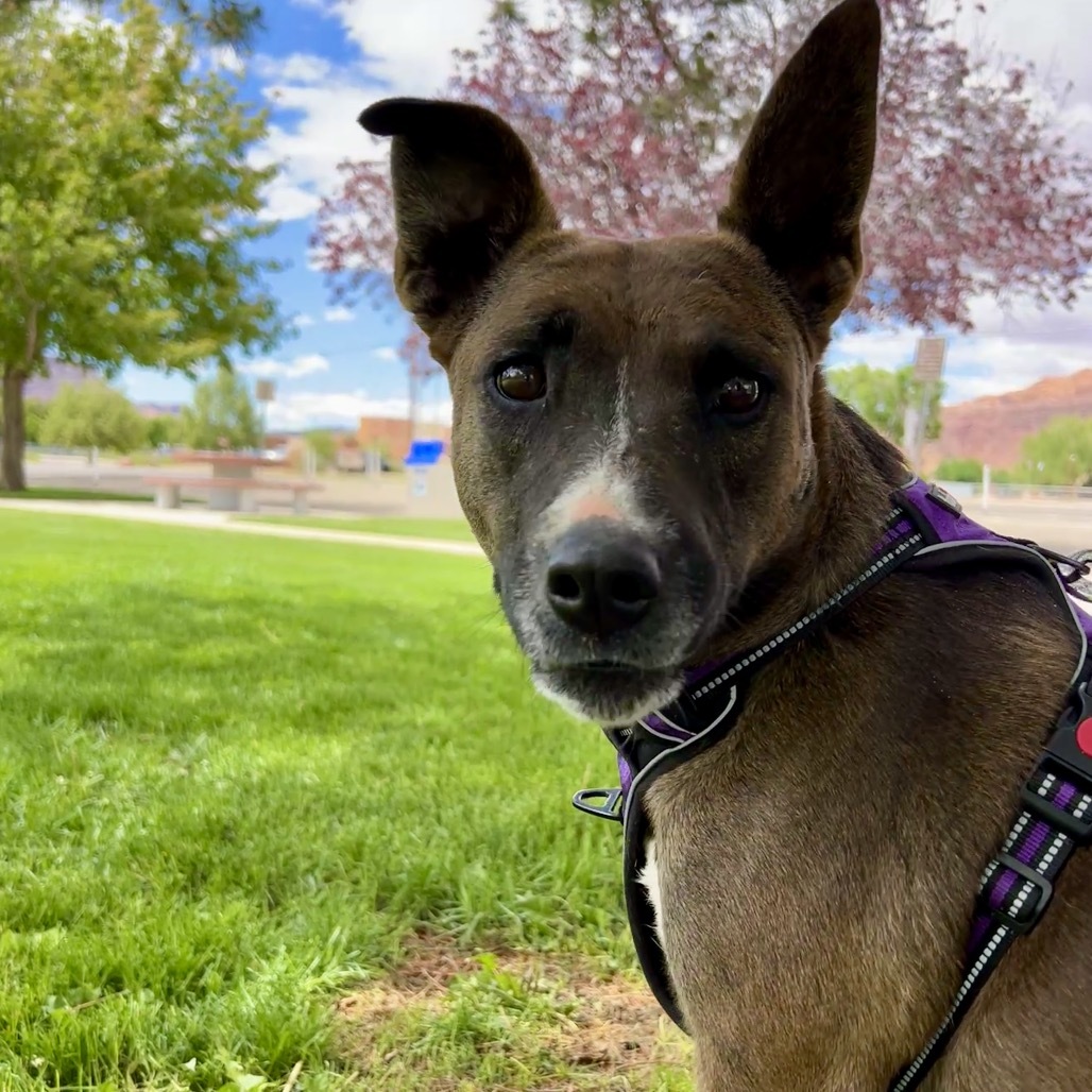 Aquaria, an adoptable Mixed Breed in Moab, UT, 84532 | Photo Image 1