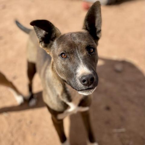 Aquaria, an adoptable Mixed Breed in Moab, UT, 84532 | Photo Image 2