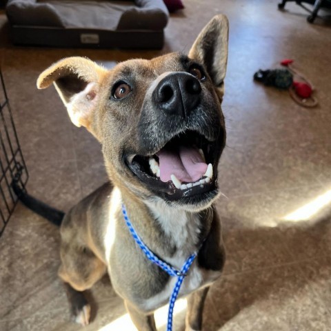 Aquaria, an adoptable Mixed Breed in Moab, UT, 84532 | Photo Image 2