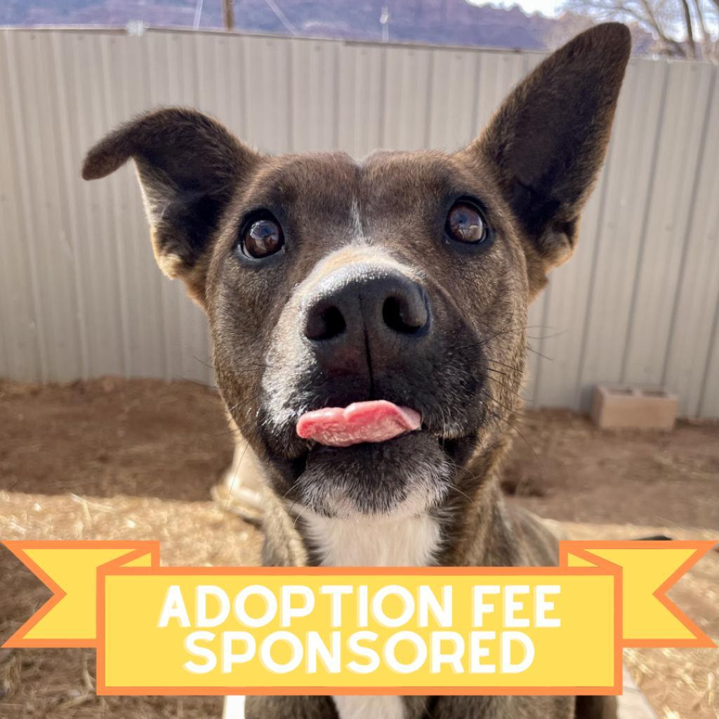 Aquaria, an adoptable Mixed Breed in Moab, UT, 84532 | Photo Image 2
