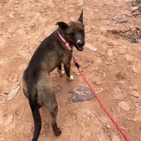 Aquaria, an adoptable Mixed Breed in Moab, UT, 84532 | Photo Image 3