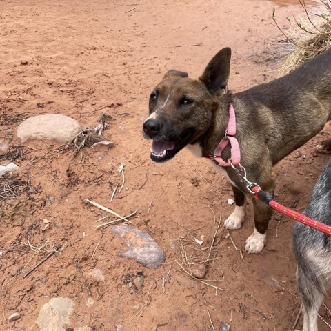 Aquaria, an adoptable Mixed Breed in Moab, UT, 84532 | Photo Image 4