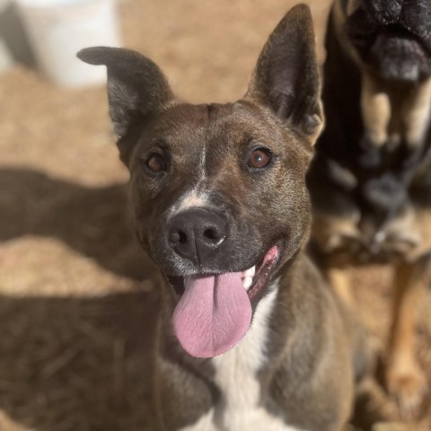 Aquaria, an adoptable Mixed Breed in Moab, UT, 84532 | Photo Image 5