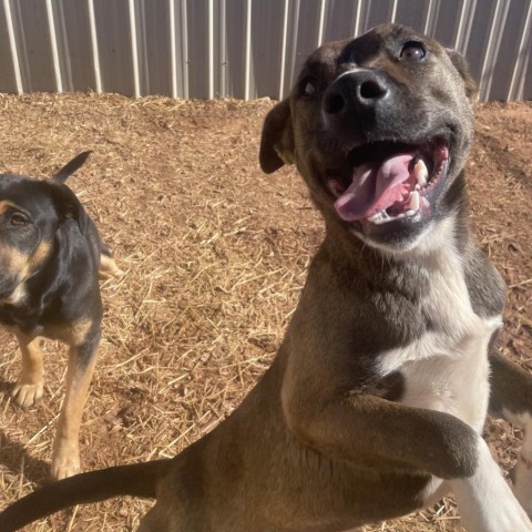 Aquaria, an adoptable Mixed Breed in Moab, UT, 84532 | Photo Image 6