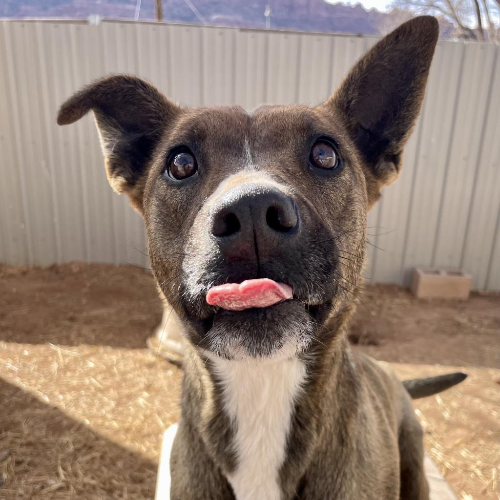 Aquaria, an adoptable Mixed Breed in Moab, UT, 84532 | Photo Image 6
