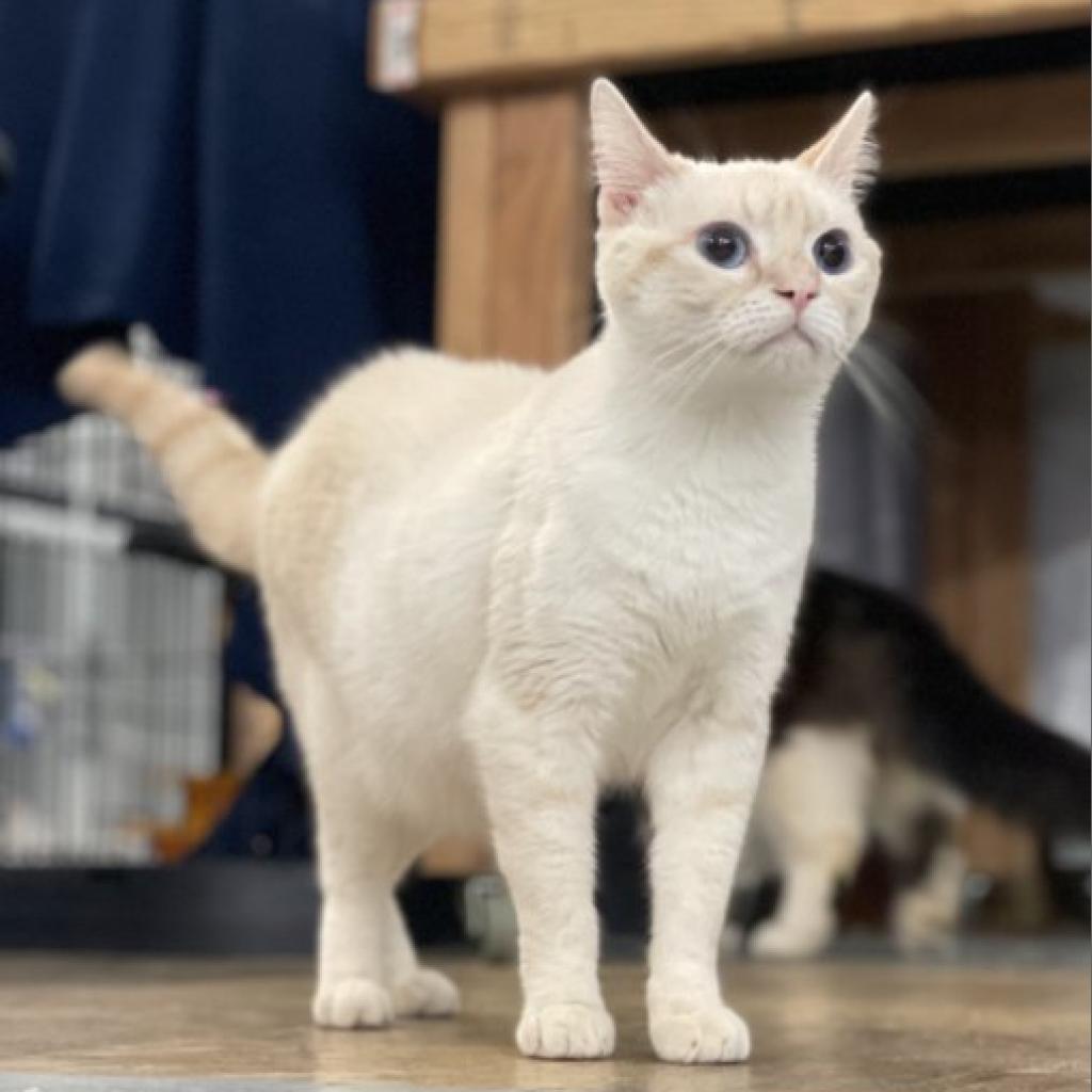 Handsome, an adoptable Siamese in Hemet, CA, 92543 | Photo Image 1