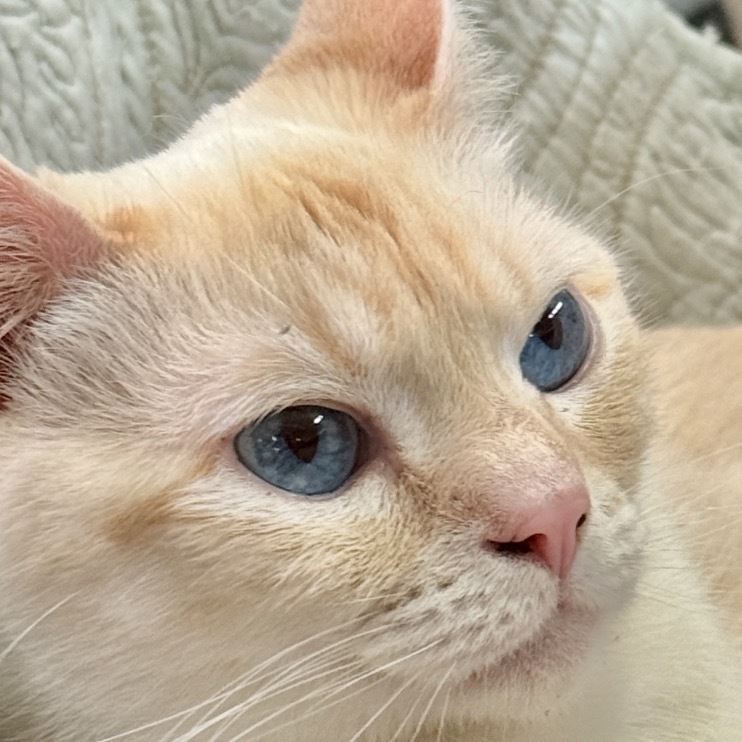 Handsome, an adoptable Siamese in Hemet, CA, 92543 | Photo Image 1