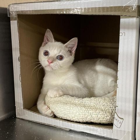 Handsome, an adoptable Siamese in Hemet, CA, 92543 | Photo Image 2