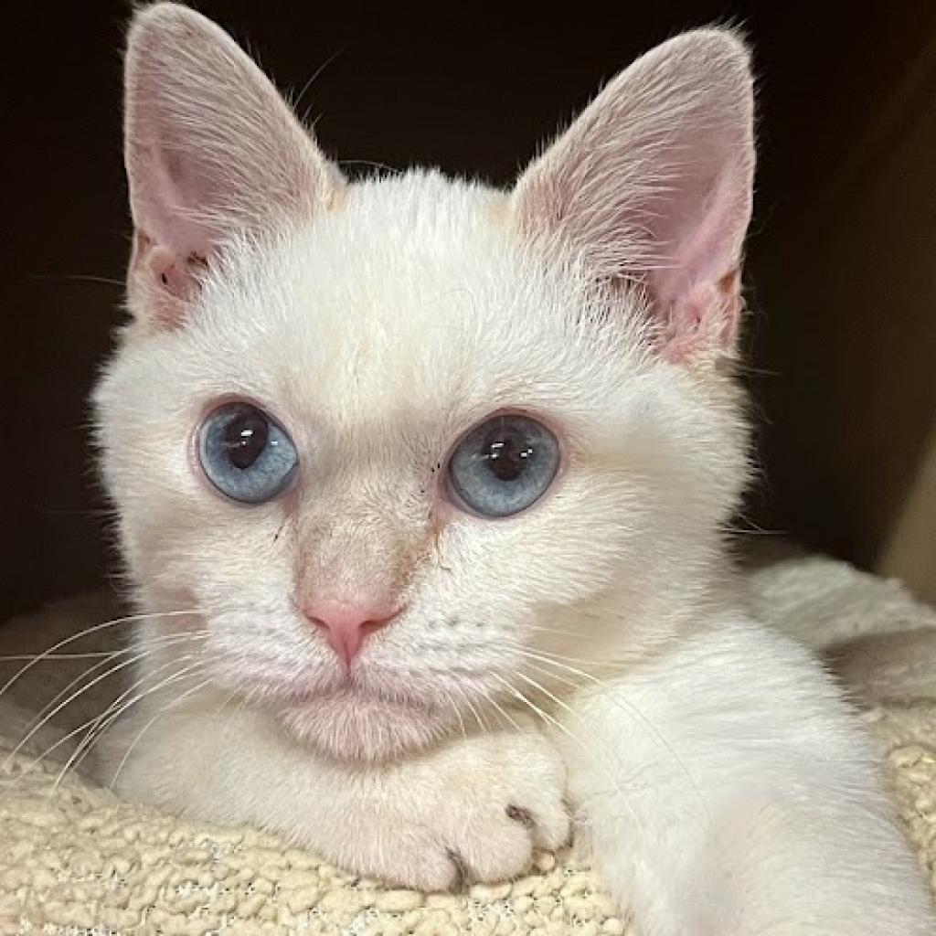 Handsome, an adoptable Siamese in Hemet, CA, 92543 | Photo Image 2