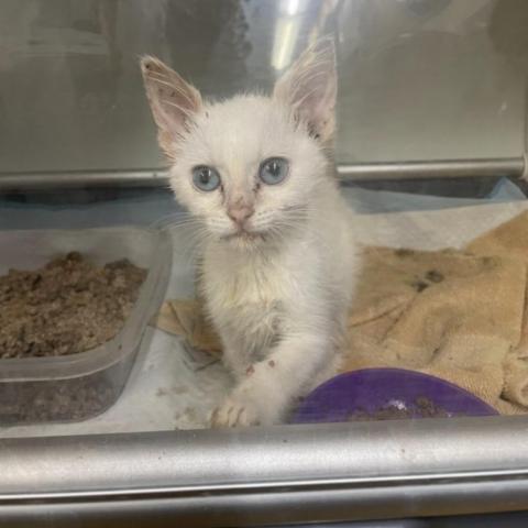 Handsome, an adoptable Siamese in Hemet, CA, 92543 | Photo Image 3