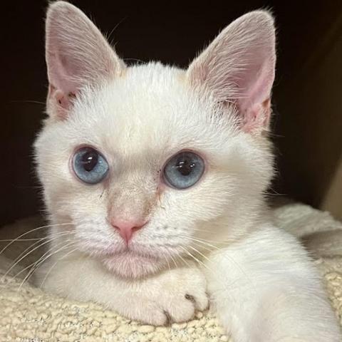 Handsome, an adoptable Siamese in Hemet, CA, 92543 | Photo Image 4