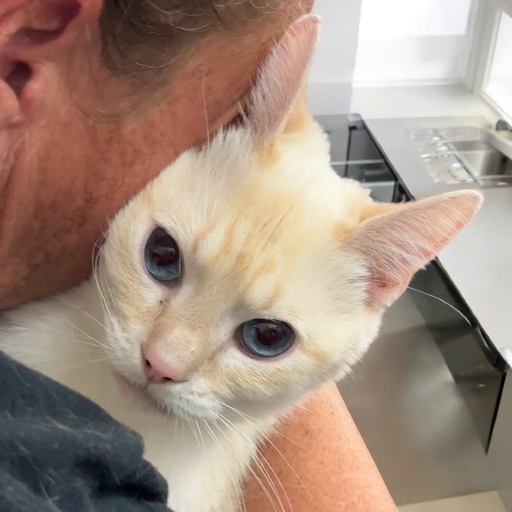 Handsome, an adoptable Siamese in Hemet, CA, 92543 | Photo Image 4