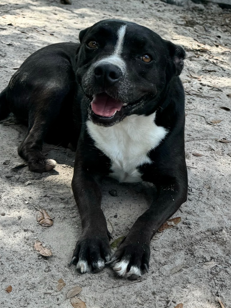 Apple, an adoptable Boston Terrier, Mixed Breed in Waynesville, GA, 31566 | Photo Image 1