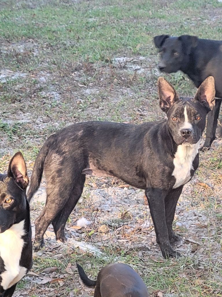 Apple, an adoptable Boston Terrier, Mixed Breed in Waynesville, GA, 31566 | Photo Image 2