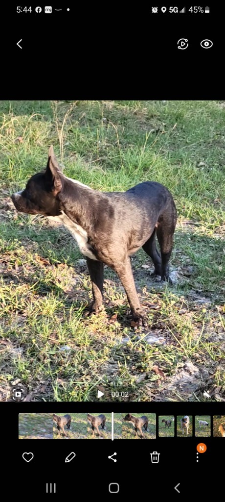 Apple, an adoptable Boston Terrier, Mixed Breed in Waynesville, GA, 31566 | Photo Image 3