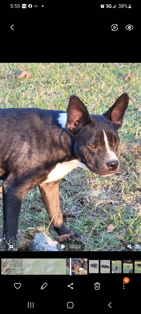 Apple, an adoptable Boston Terrier, Mixed Breed in Waynesville, GA, 31566 | Photo Image 4