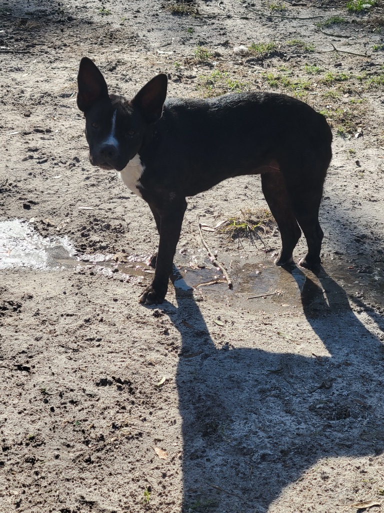 Apple, an adoptable Boston Terrier, Mixed Breed in Waynesville, GA, 31566 | Photo Image 5